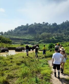 Ethical Elephant tourism